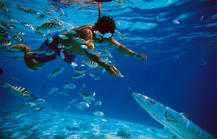 Snorkelling in Musandam Sea